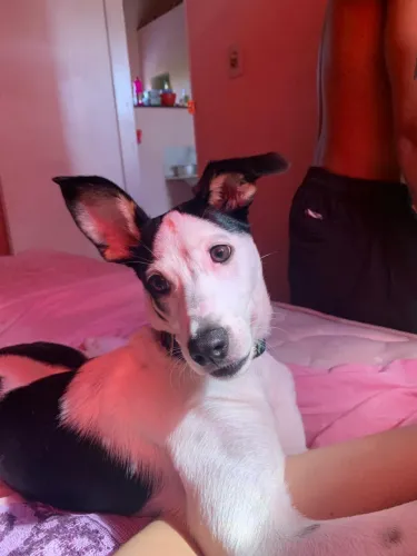 cachorro 