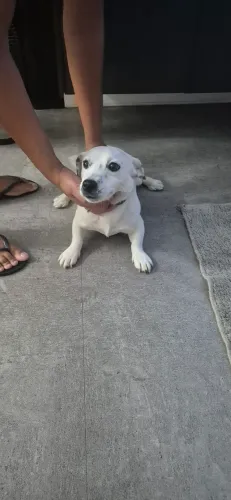 Jack russel terrier