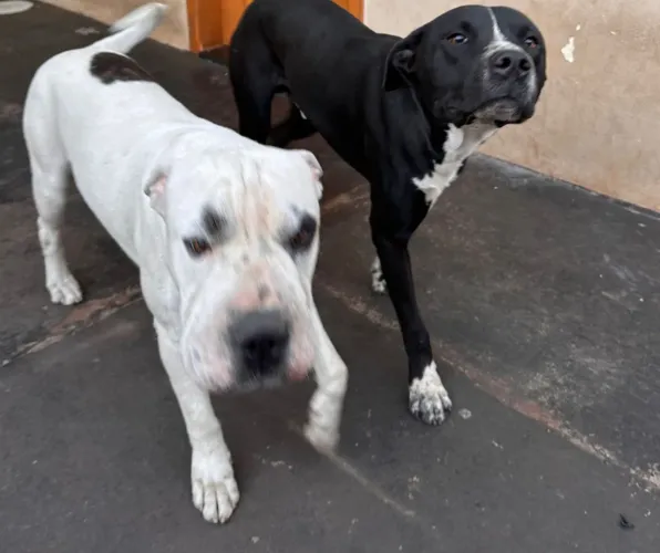 DOANDO CÃES DOIS MACHOS