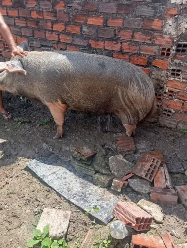 Vende-se está porca