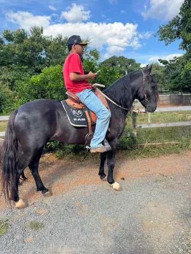 Vendo cavalo preto,marcha picada genuíno!!!