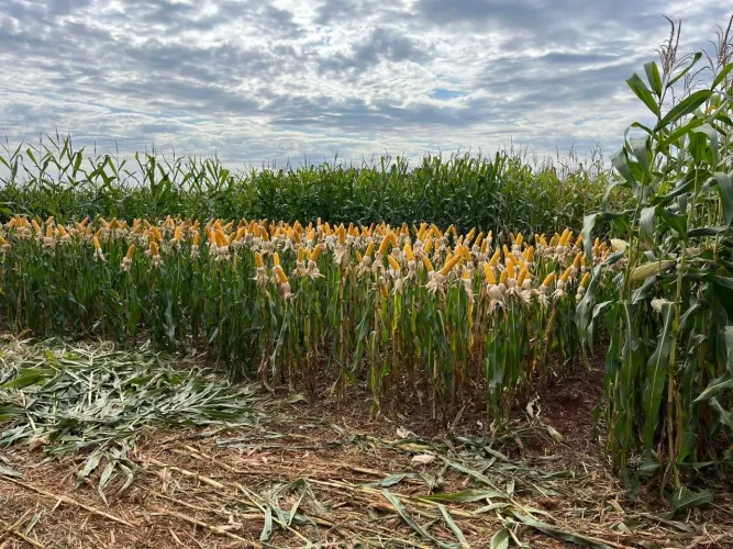 Fazenda com 877 Alqueires Norte do PR