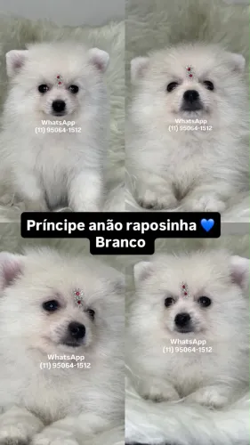 Lulu ursinho anão macho