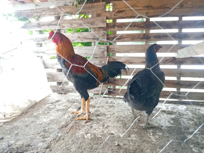 Animais selecionados Galo