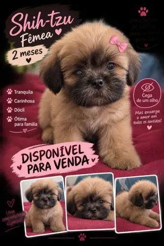 Cachorro 