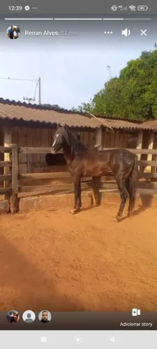 Cavalo manga larga registrado