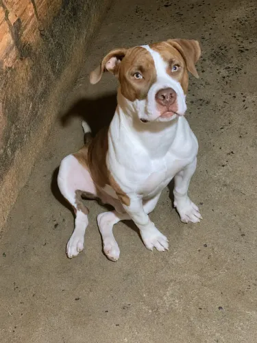 Doando cachorro pitbull