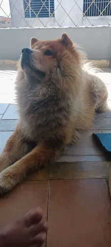 Doação do Chow chow