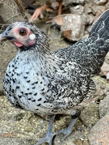 Franguinhas Galizé