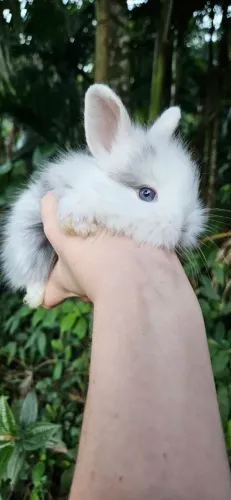 Coelho Mini Lion 