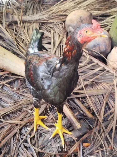 Galinhas Frangos pintos 