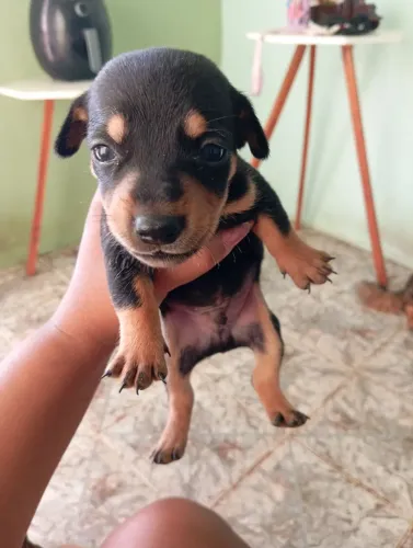 Vendo filhote de daschsund