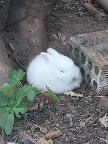 Coelhos