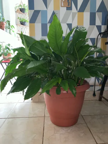 Planta Lírio da paz