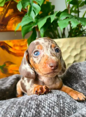 Lindos filhotes de Salsichinha Mofado. Dachshund