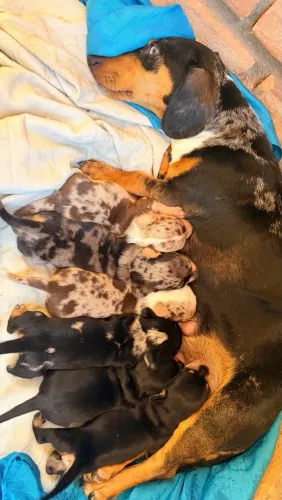 Filhote de Daschund/ Salsichinha