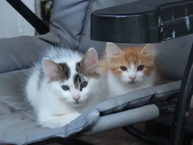 Lindos gatinhos de dois meses