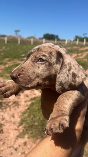 Ninhada de Basset