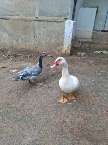 Patos machos à venda