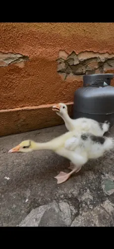 Gansos a venda