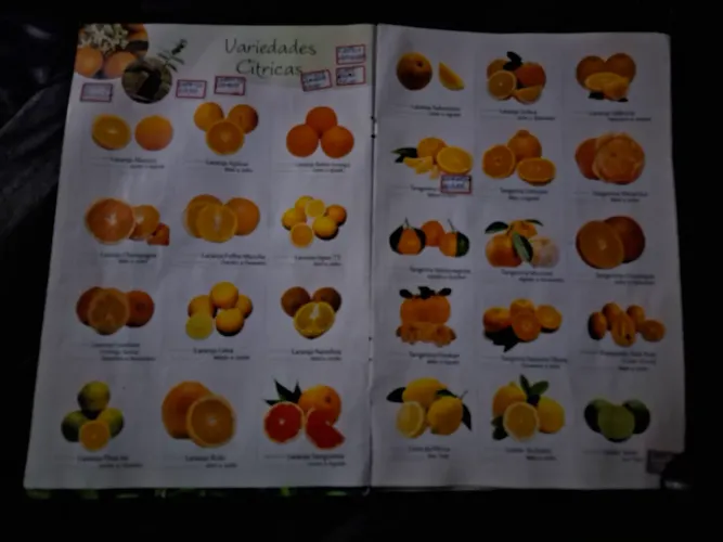 Mudas de laranja,  tangerinas e limão ( Léia a descrição do anúncio)