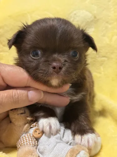Chihuahua, o amiguinho  pode ser seu 
