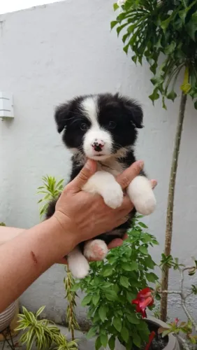Lindos filhotes de Border Collie 