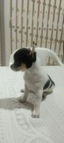 Cachorro