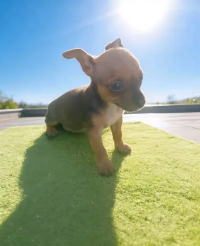 Pinscher filhotes - pequenos, ativos e cheios de amor