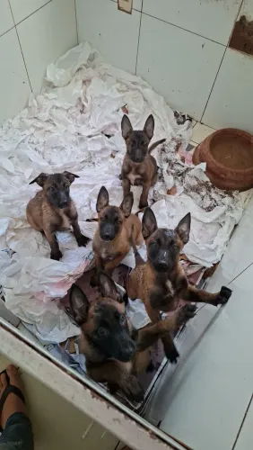 Pastor Belga Malinois