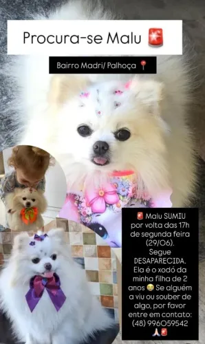Lulu pomerania