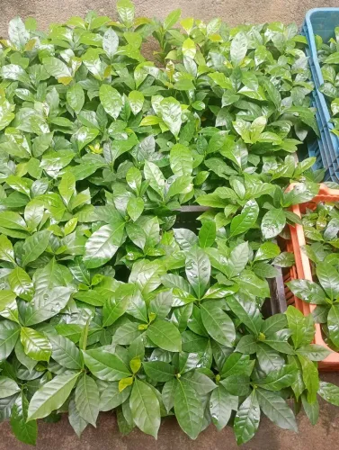 Vendo 500 mudas de café Catuaí. 