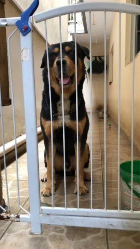 Rotweiller x husky para adoção