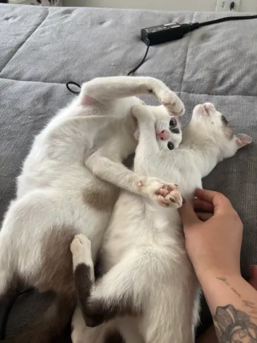 DOA-SE 2 GATOS