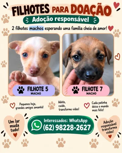 Cachorros para adoção