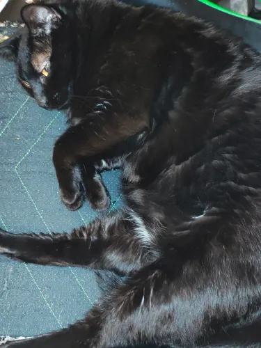 Doação gatinho