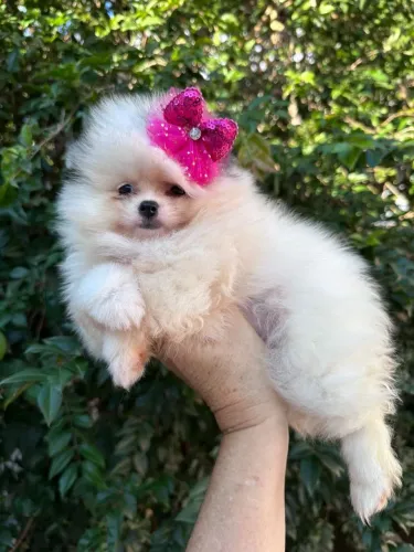 Lulu da pomerania