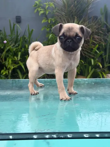 Pug lindo bem branco, também temos fêmeas