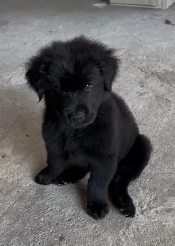 Lindos cachorros Golden com chow chow