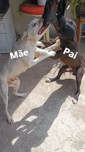 Filhotes de Pitbull
