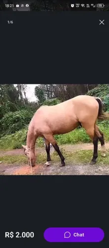 Cavalo