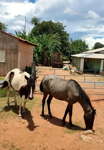 Linda égua a venda 