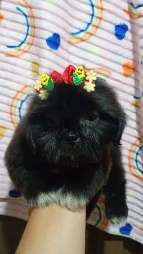 Que linda fêmea de shitz