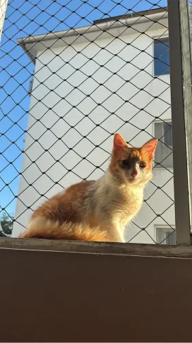 Gato macho (6 meses) Adoção