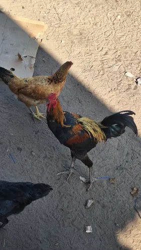 Galo