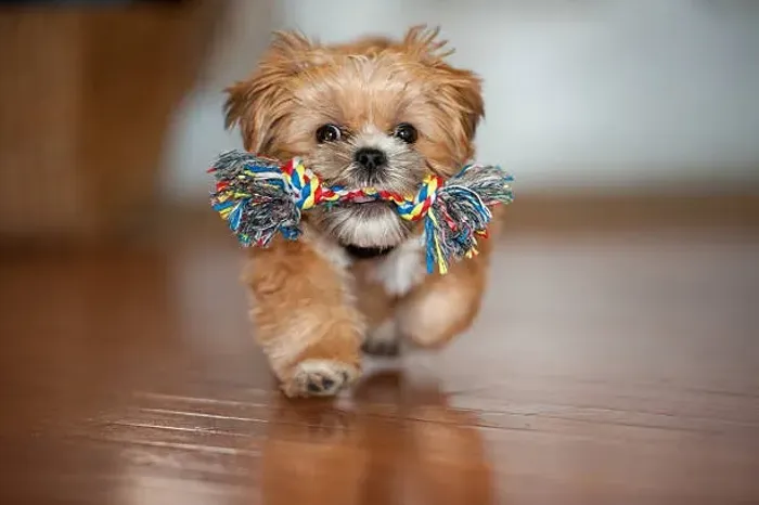 Shih Tzu Vacinado e Vermifugado