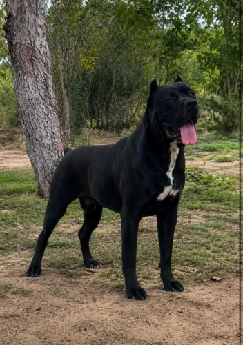 Cane corso italiano