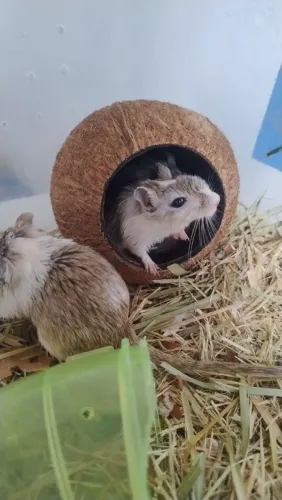 Gerbil (Esquilo da Mongólia) - Filhotes