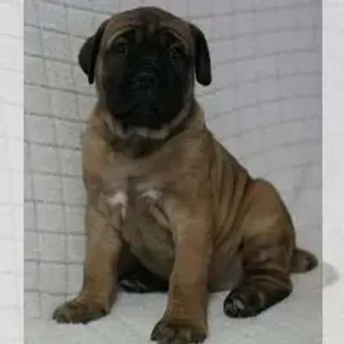 Cane Corso,Cane Corso Filhote Pronto Para Novo Lar