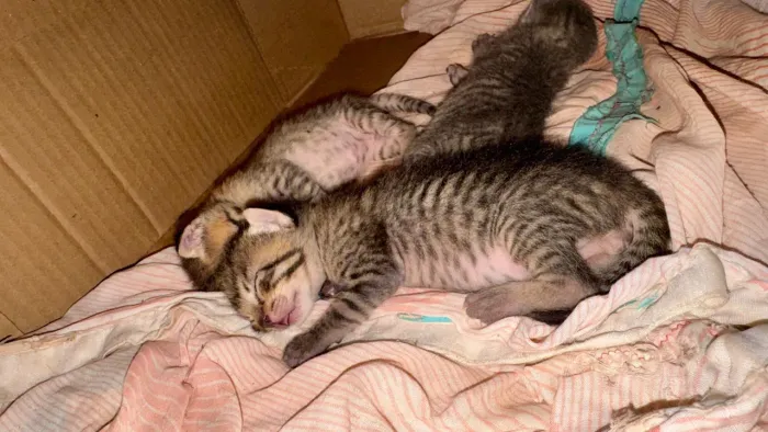 Gatinhos para doação 